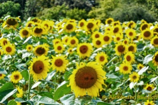 Foto-65f-(23)-Sonnenblumen