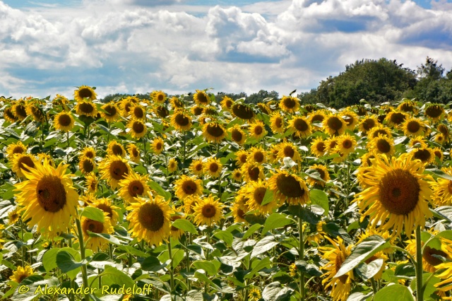 Foto-65f-(24)-Sonnenblumen