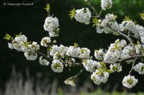 Foto-79c-(64)-Blütenpracht