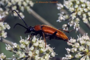 31-31a088-Insekten