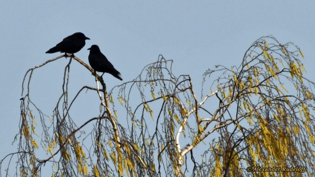 Foto-84d-(28)-crows