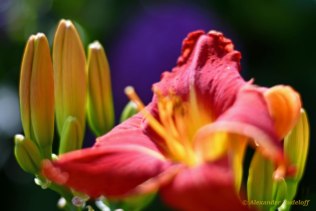 Foto-86b-(51)-Blütenpracht